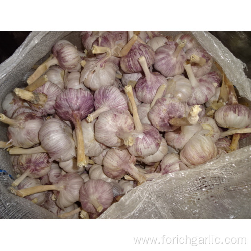 Normal White Garlic Best Quality 2019